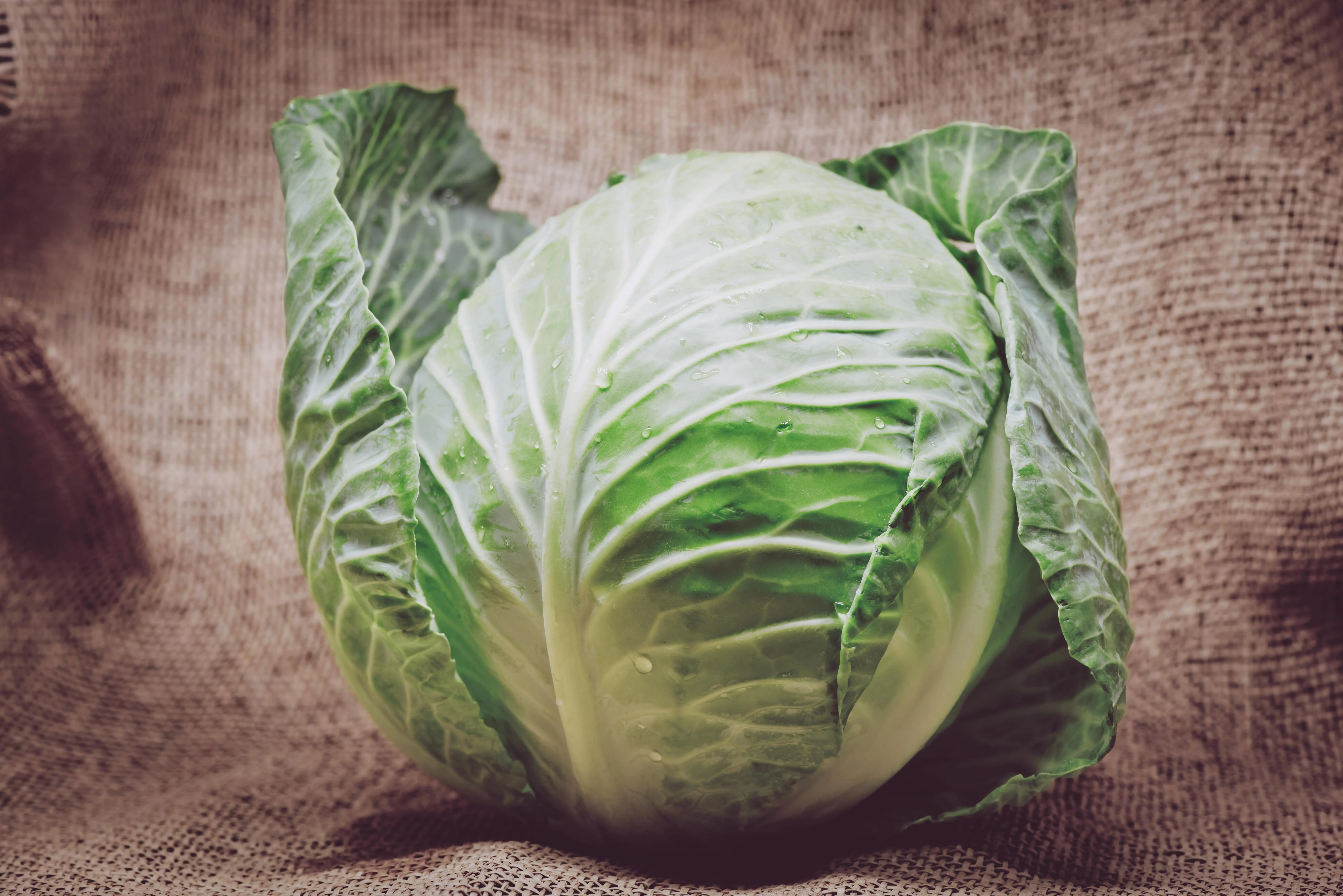Egyptian Cabbage